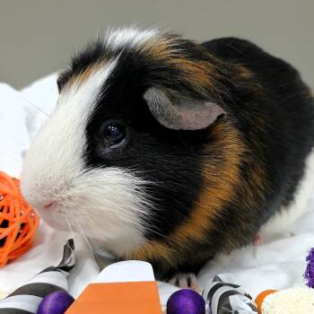 Rescue Guinea Pig Guinea Pigs for Adoption in Michigan City, Indiana - Albert | PetCurious